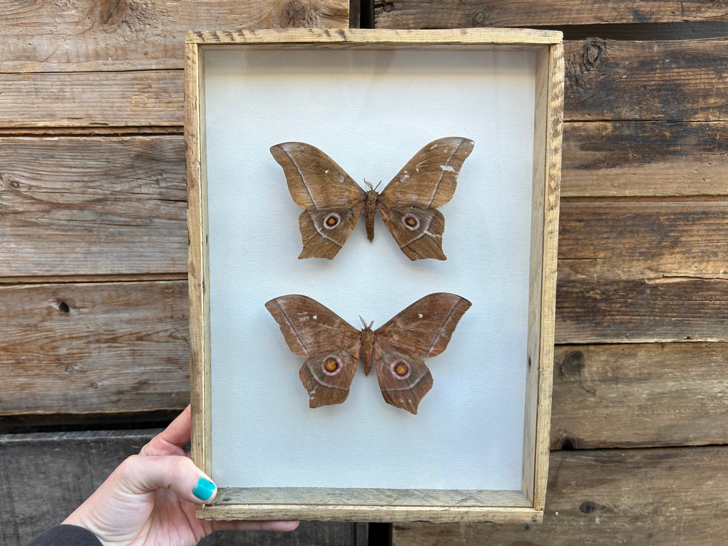 Framed African Silk Moths