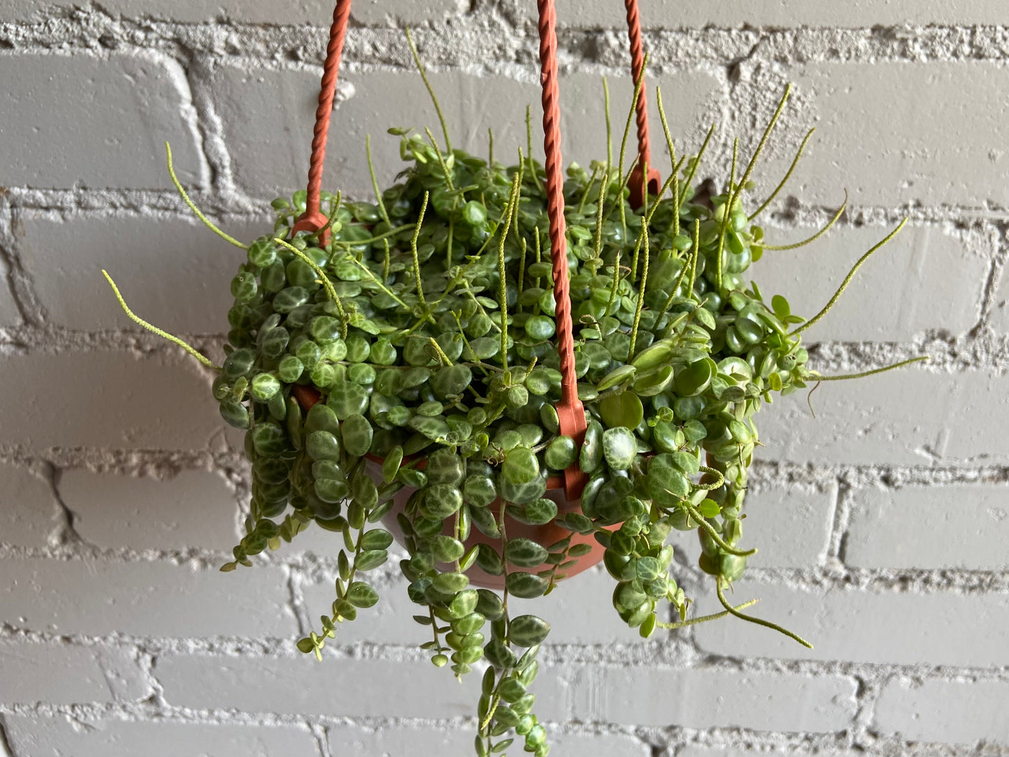 String of Turtles 6”