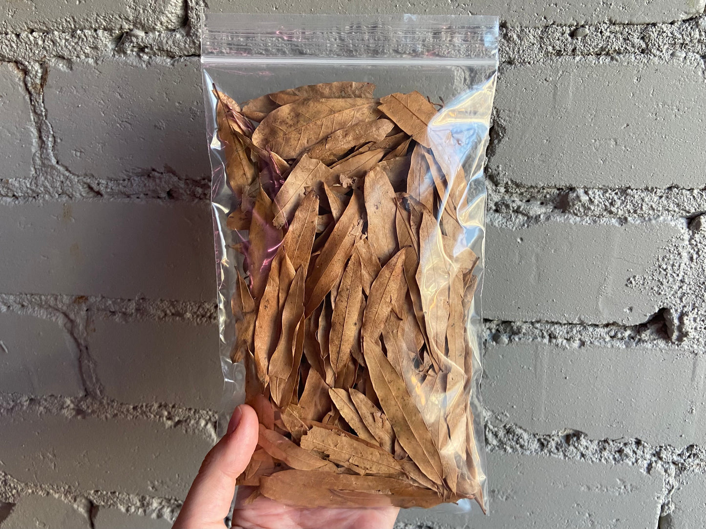 Willow Oak Leaf Litter