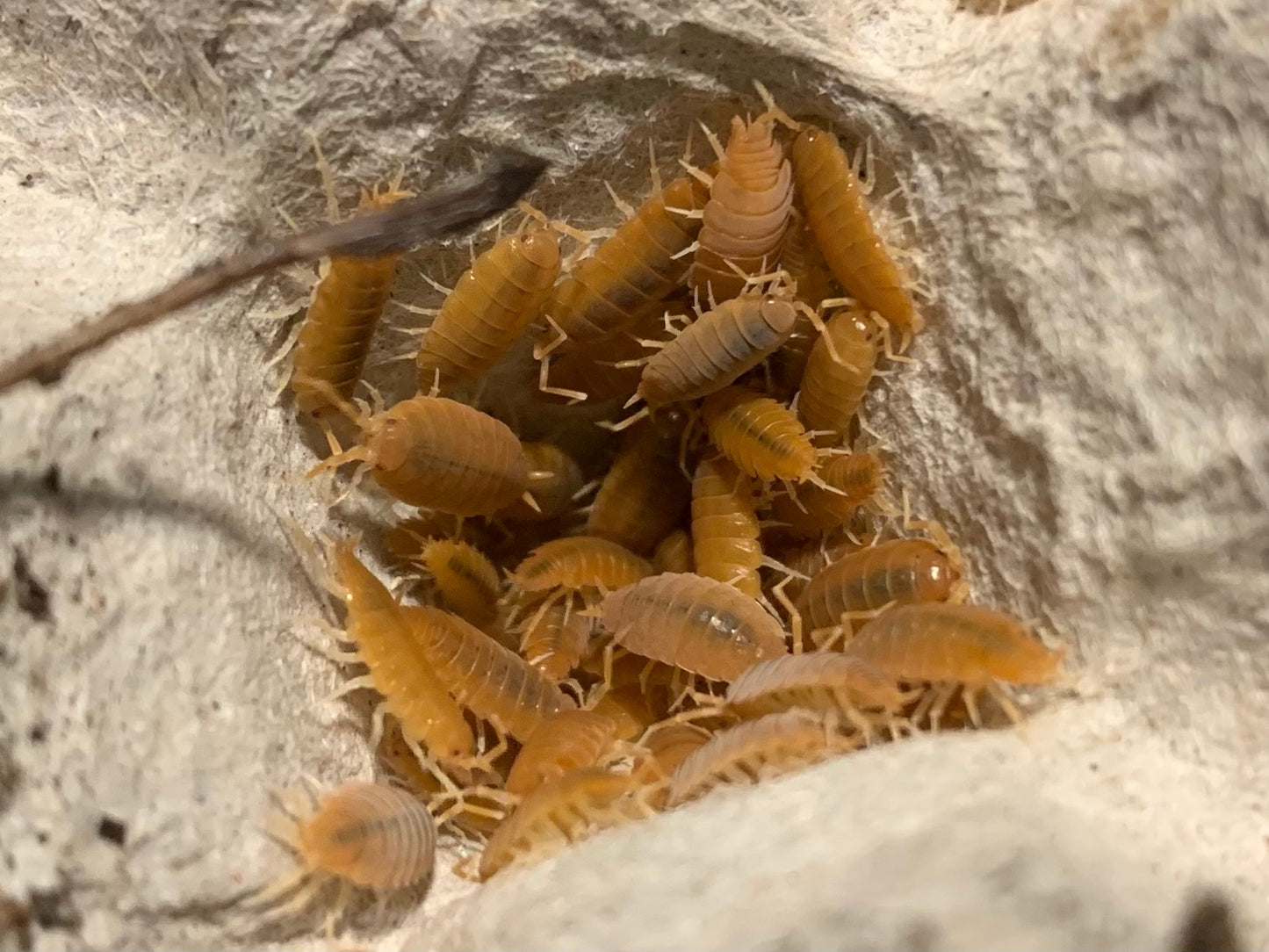 Powder Orange Isopods