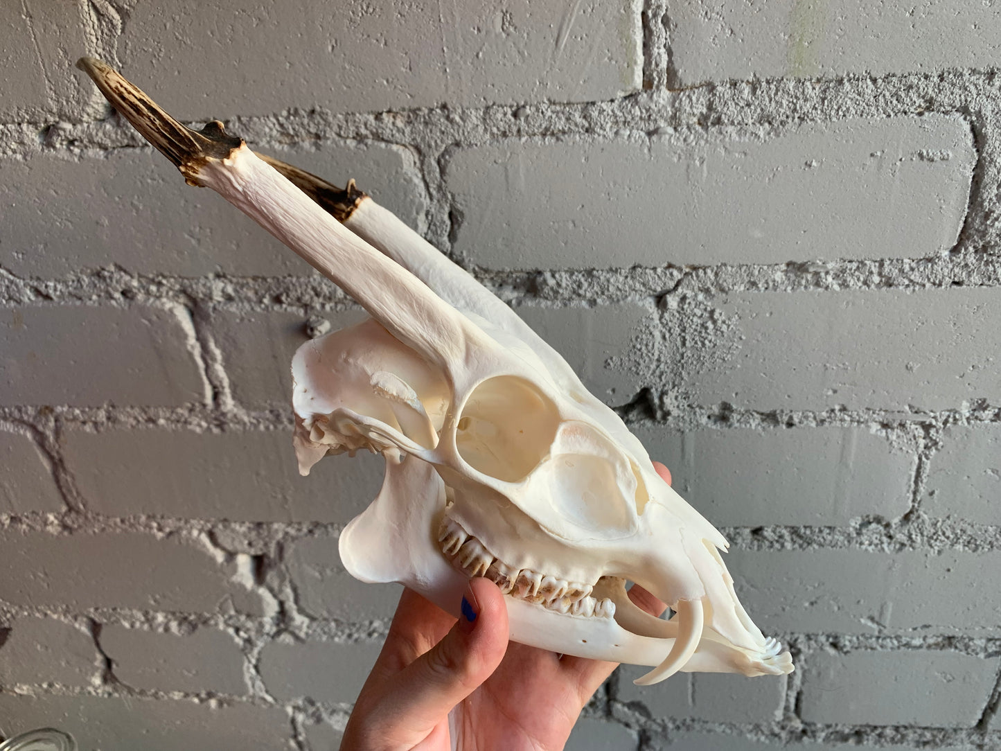 Muntjac Skull