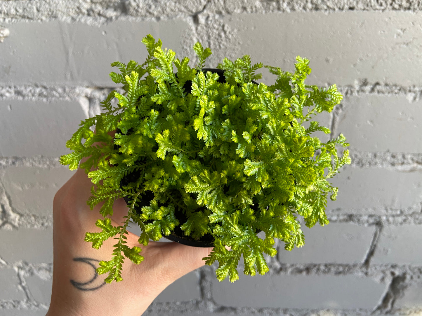 Selaginella Krausiana 3.5”