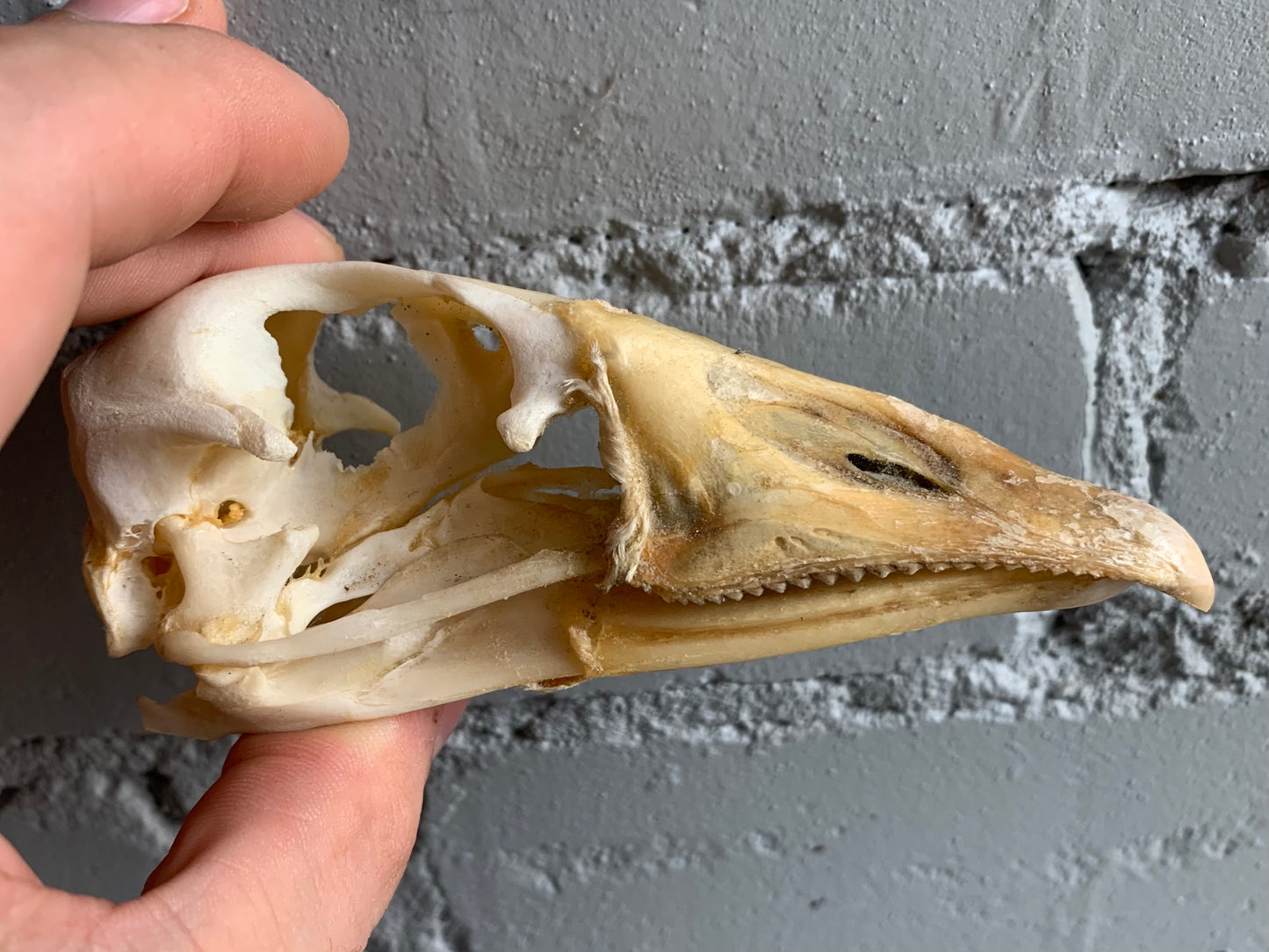 Goose Skull