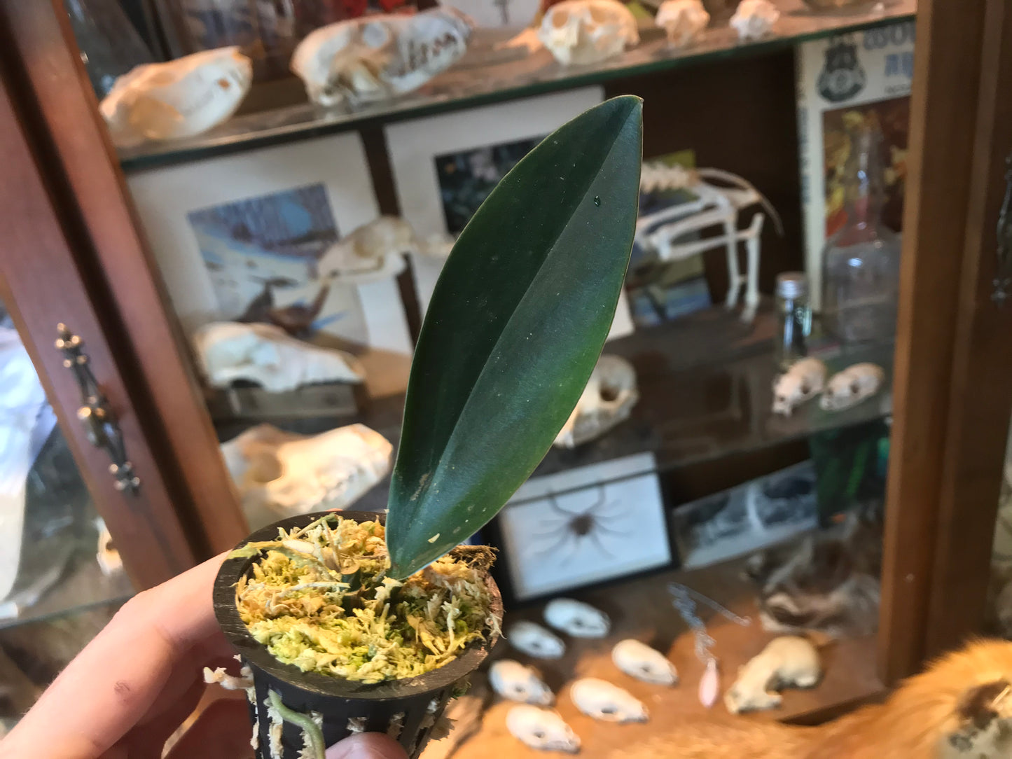 Scindapsus Treubii ‘Dark Form’