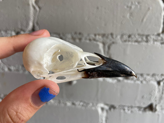 Eurasian Magpie Skull