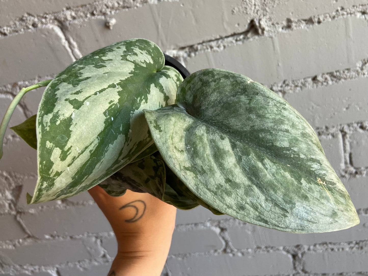 Scindapsus ‘Exotica’ 3.5”