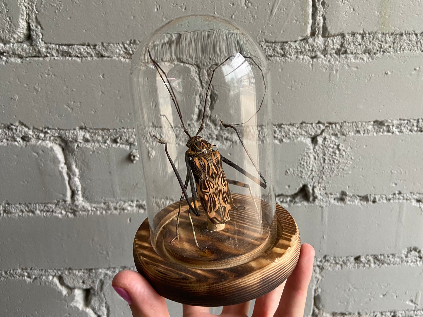 Harlequin Beetle in Bell Jar