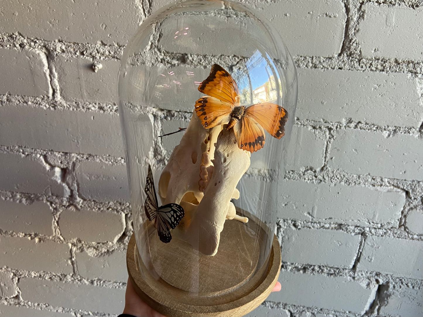 Butterfly Bell Jar - Pig Skull