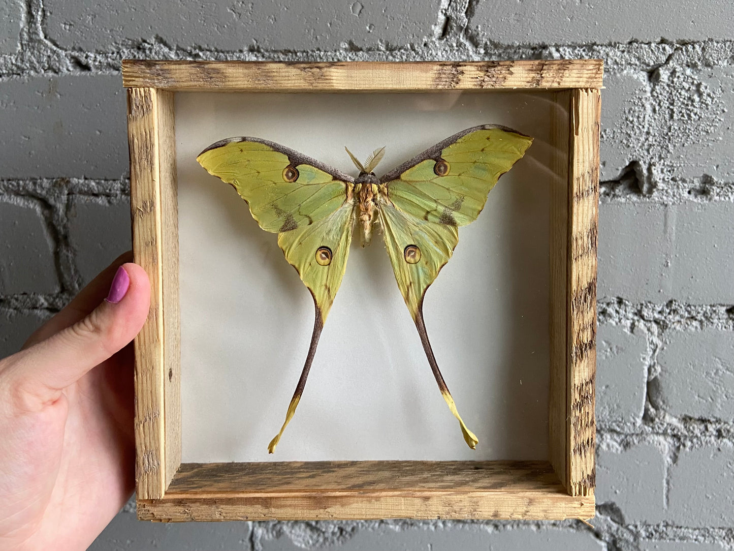 Framed African Moon Moth (Male)