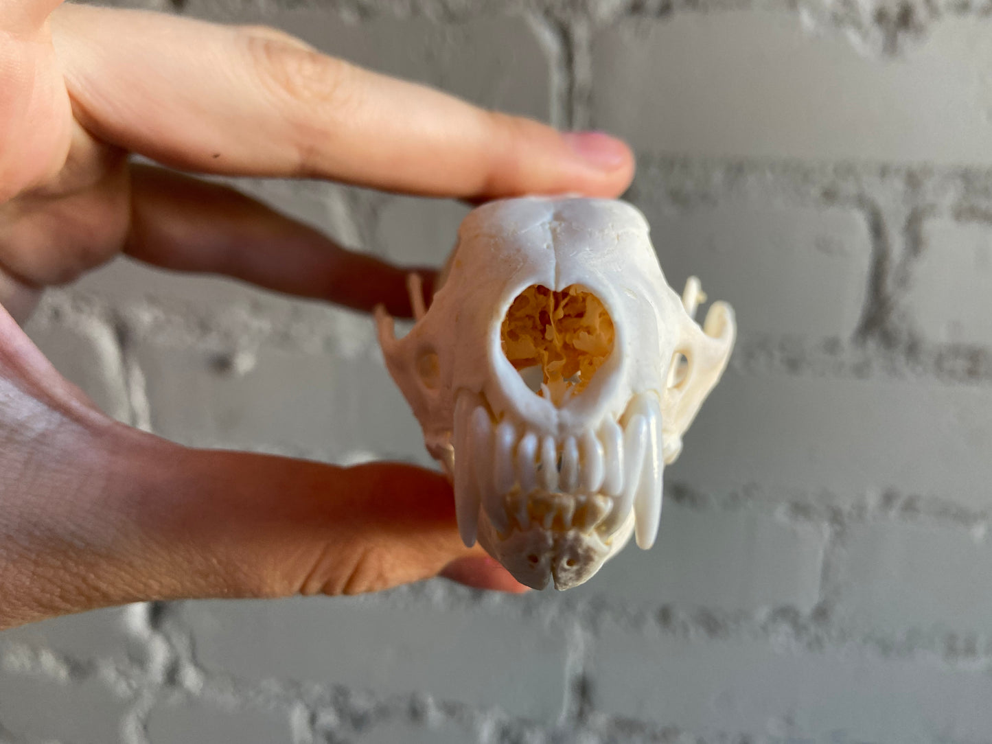 Fisher Skull