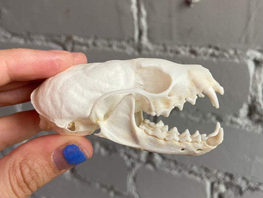 Pine Marten Skull