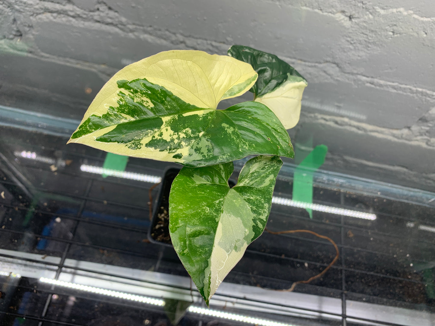 Syngonium podophyllum Albo Variegatum