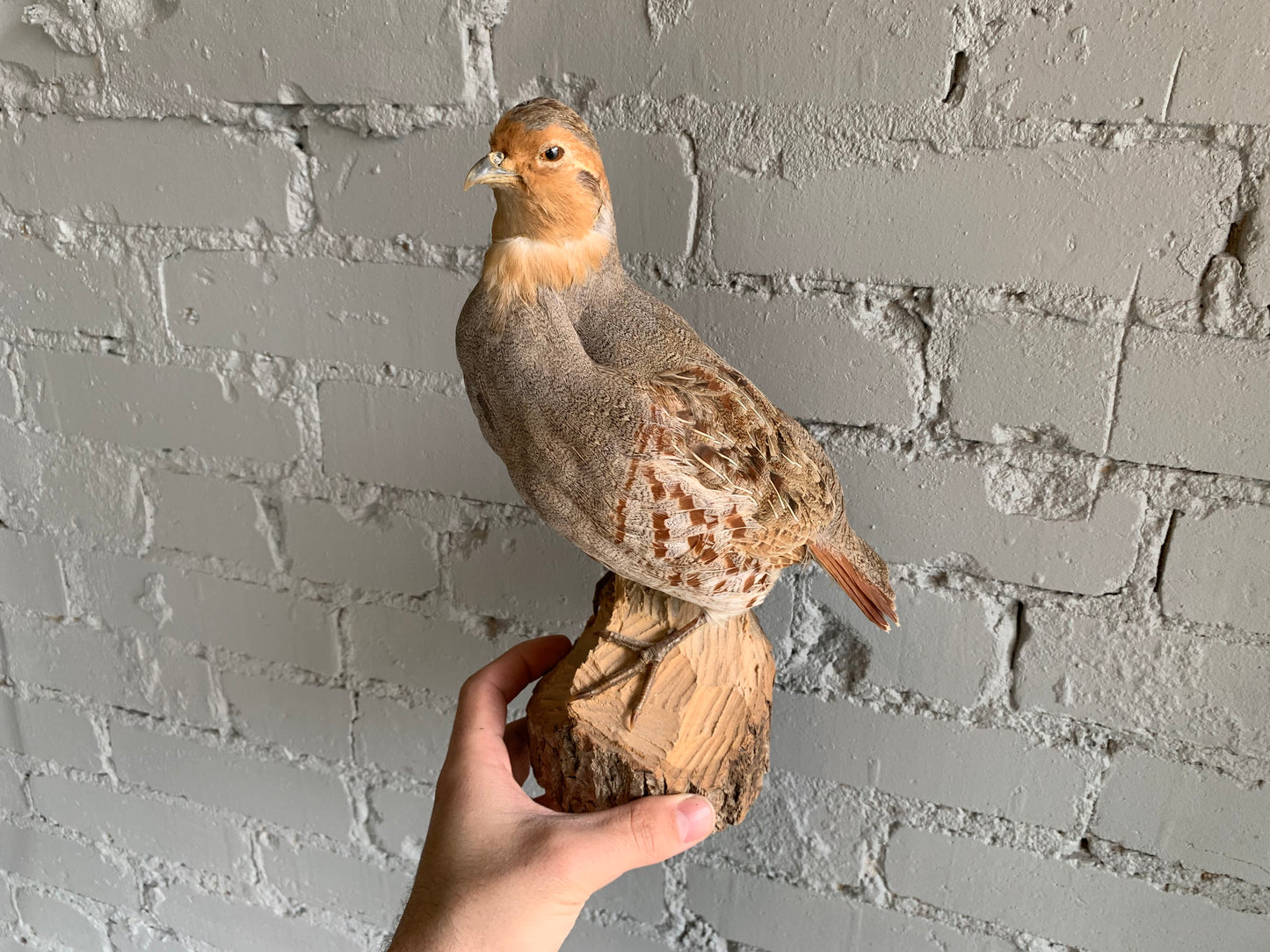 Partridge Taxidermy Mount