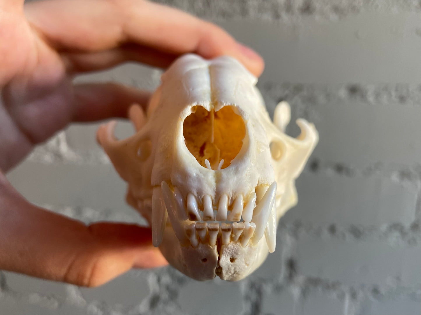 Raccoon Skull
