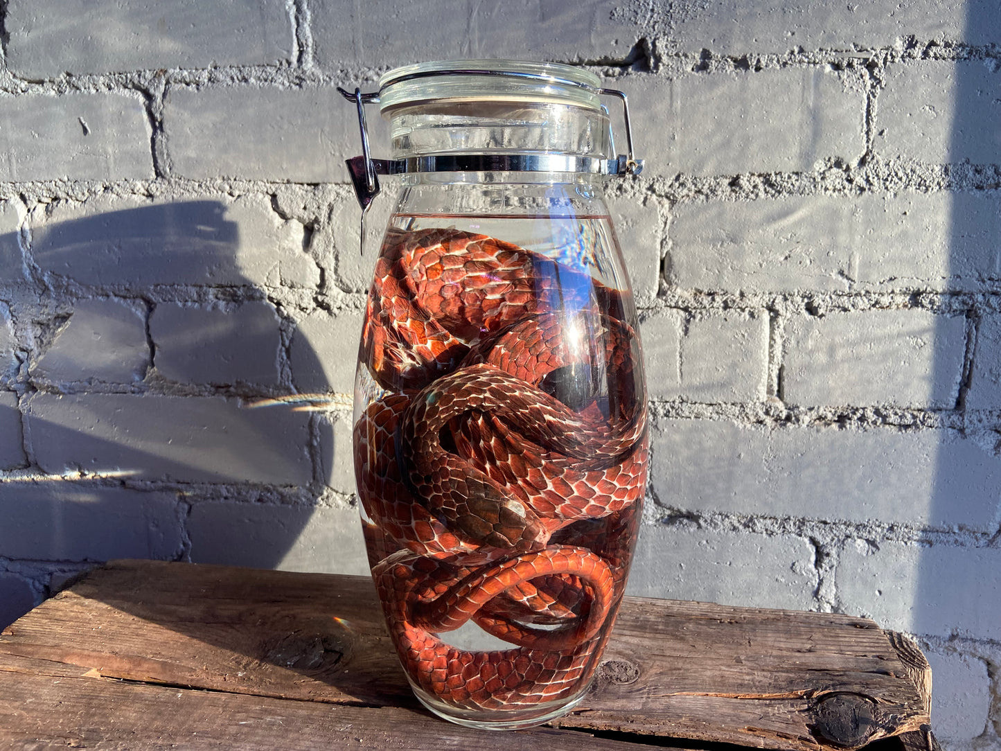Snake Wet Specimen