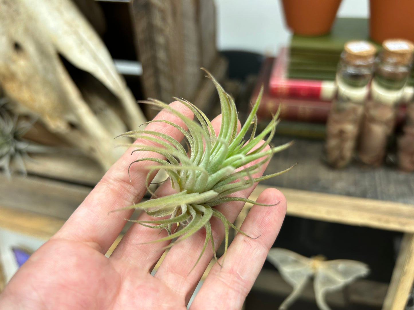 Tillandsia ionantha var. ionantha
