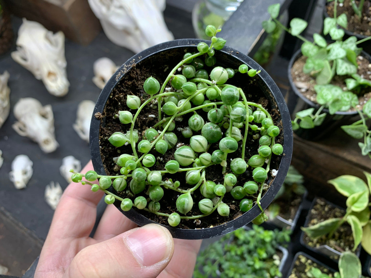 String of Pearls Variegated 3.5”