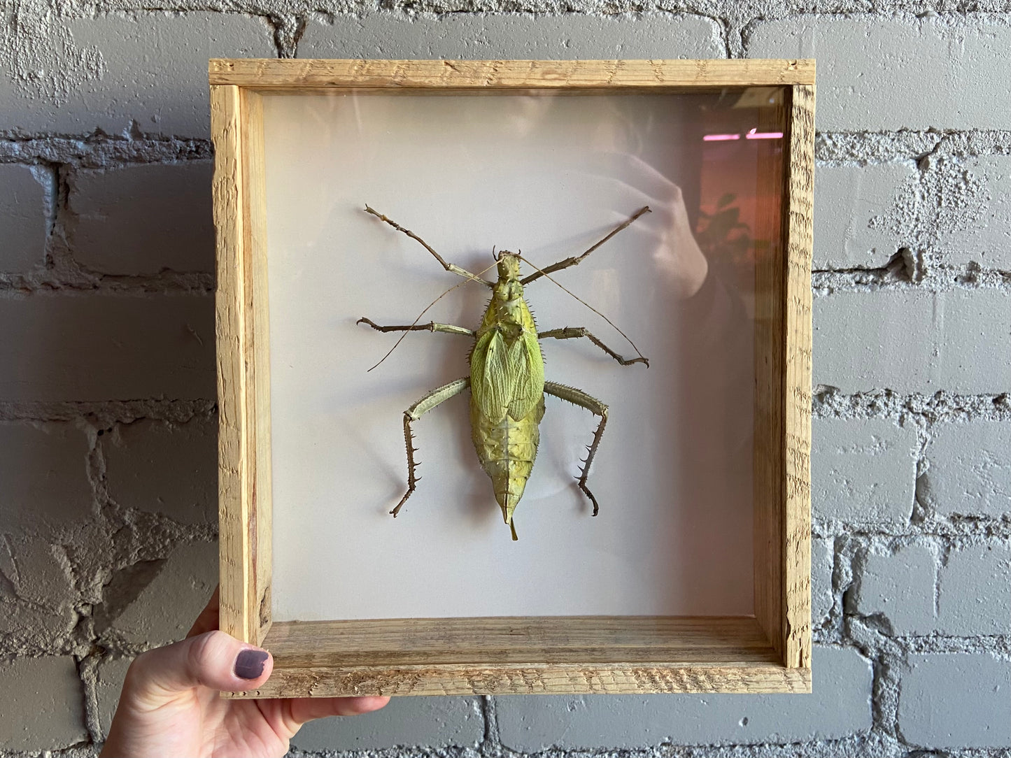 Framed Malayan Jungle Nymph