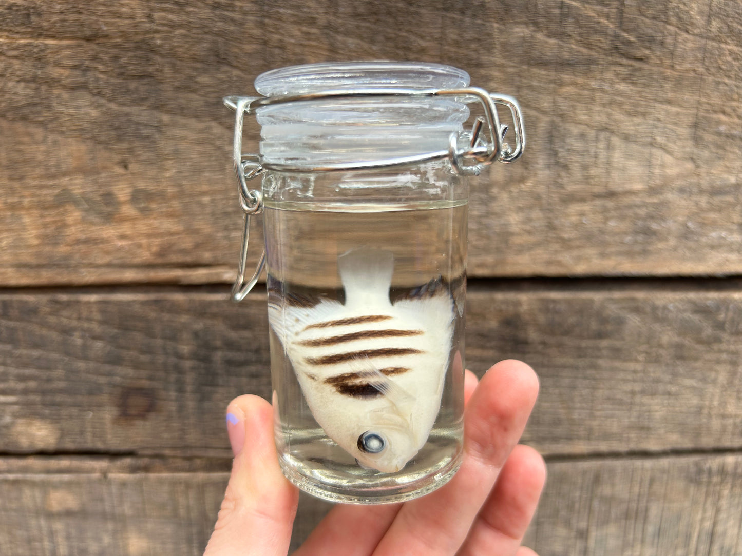 Fish Wet Specimen