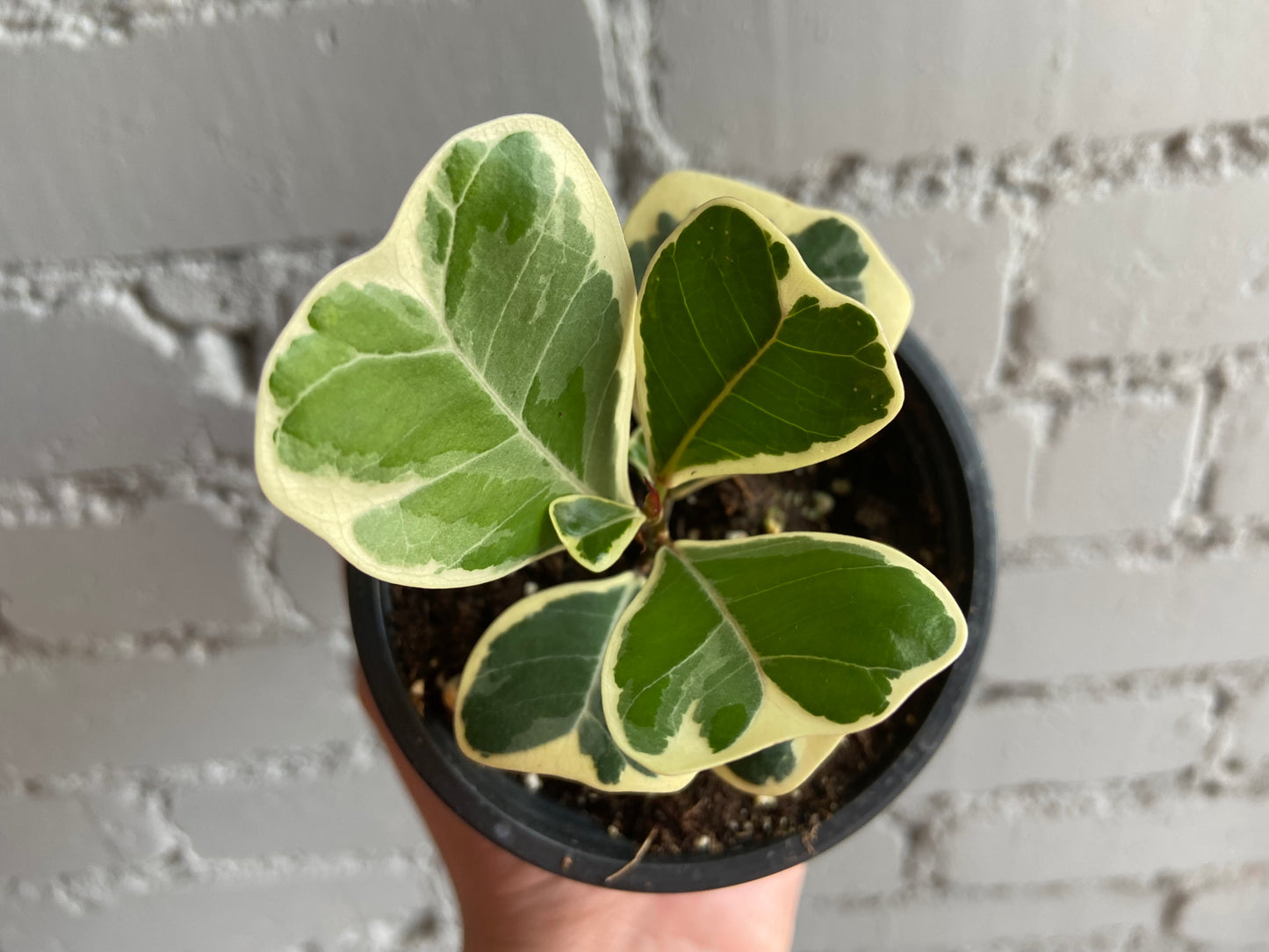Ficus triangularis 3.5”