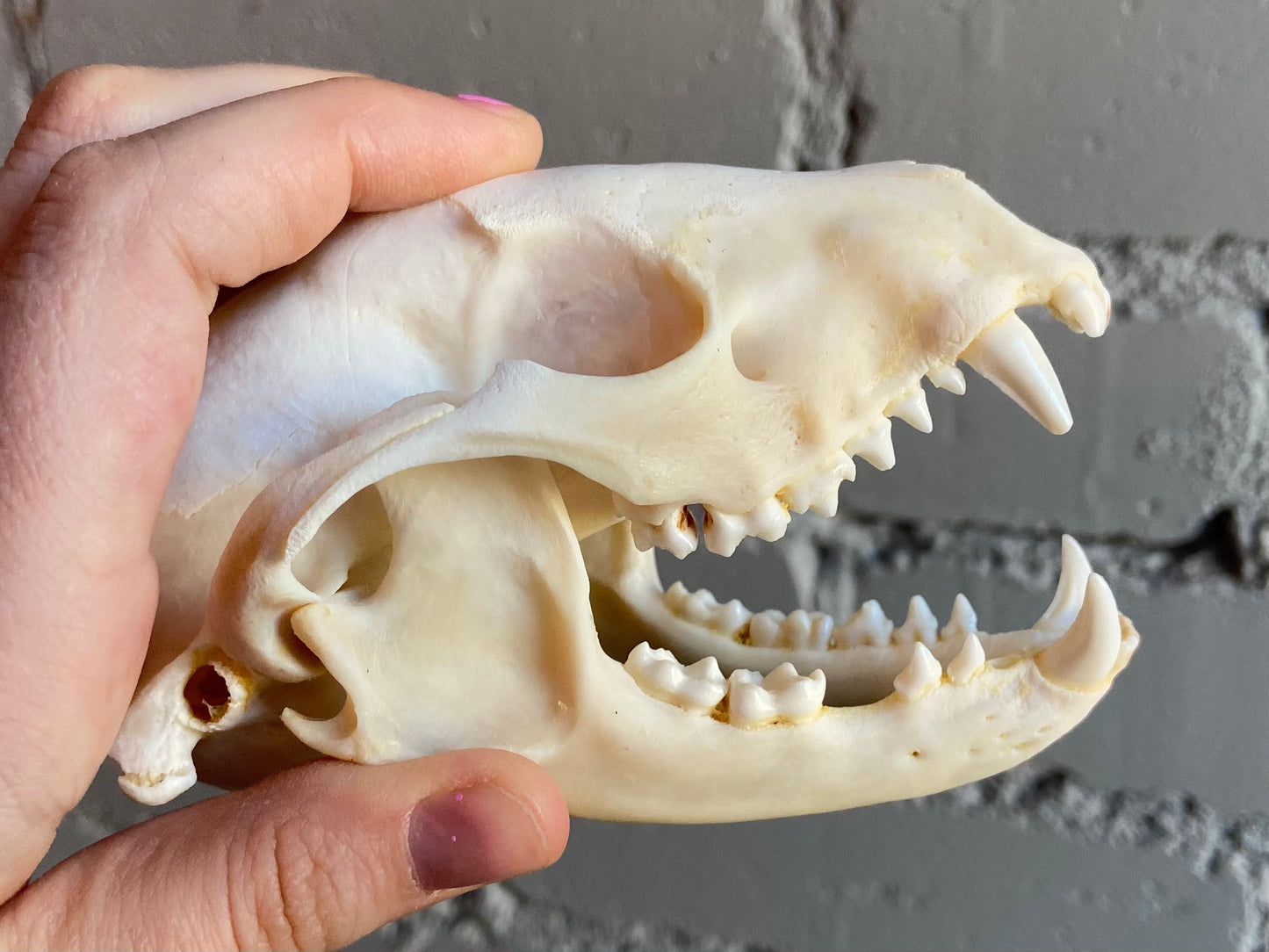 Raccoon Skull