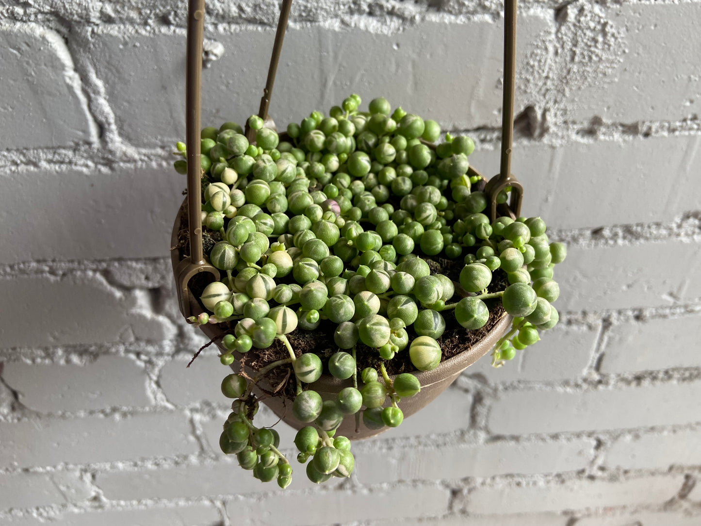 String of Pearls Variegated 6”