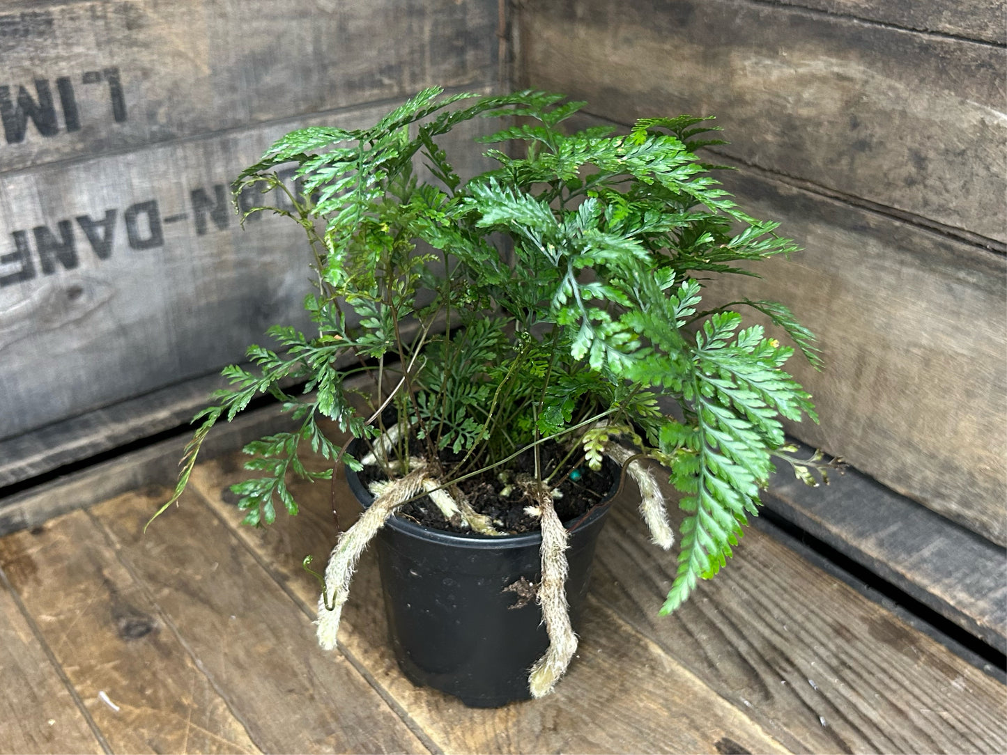 Rabbit's Foot Fern 4”