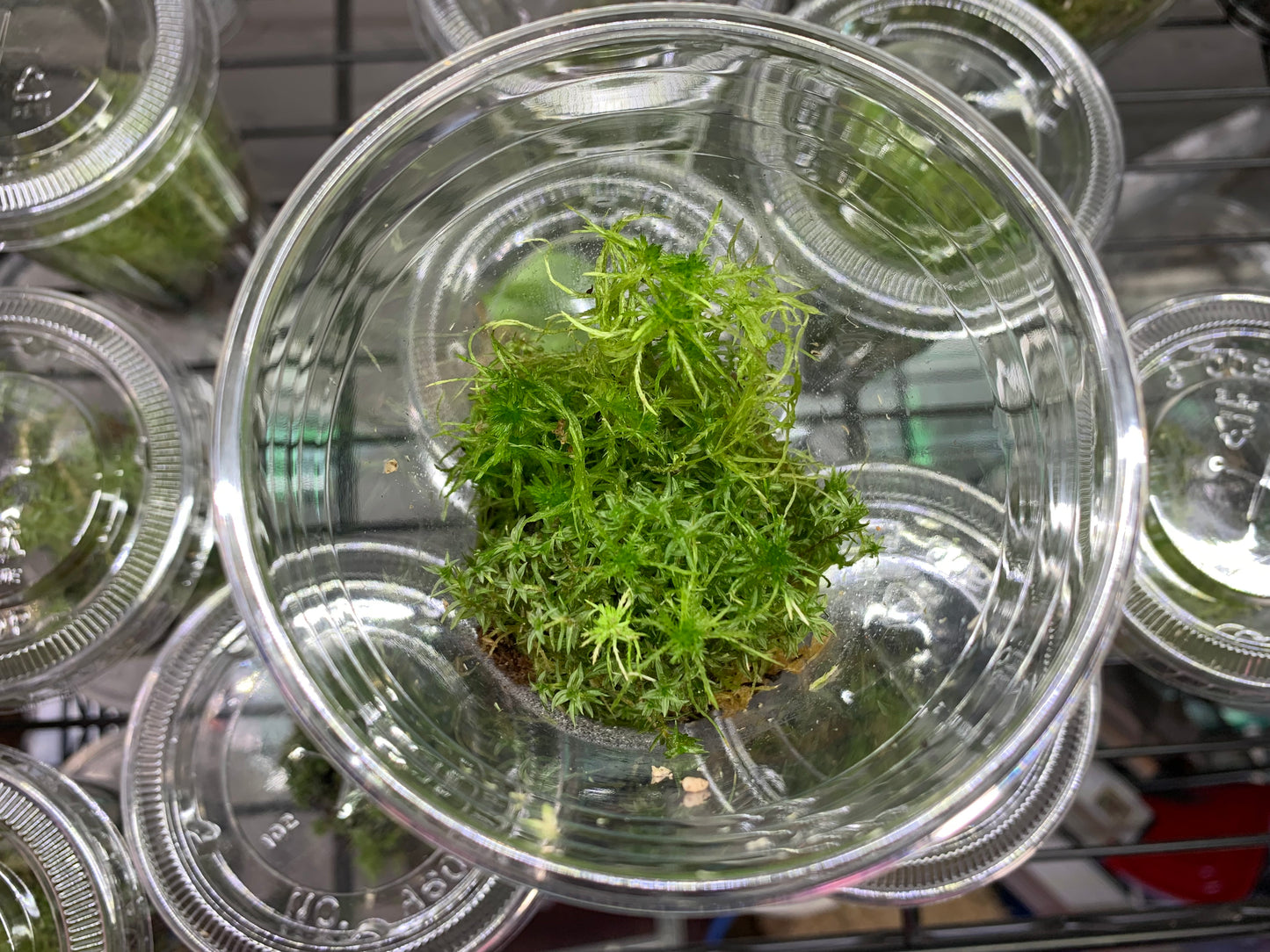 Temperate Sphagnum Moss