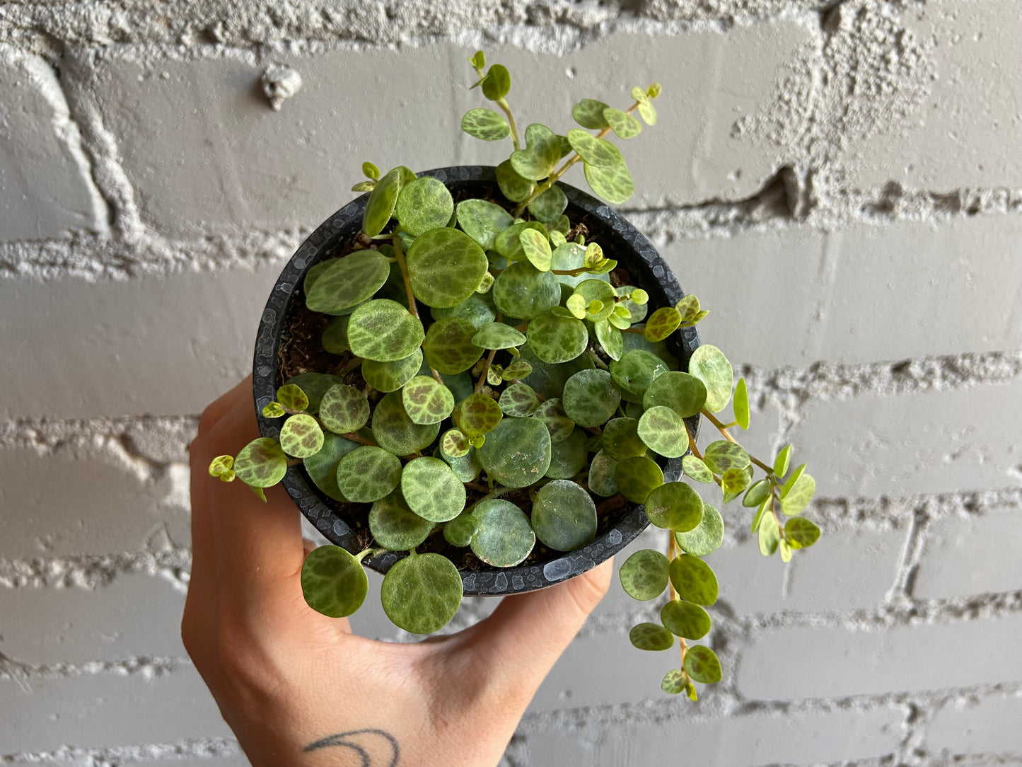 String of Turtles 3.5”