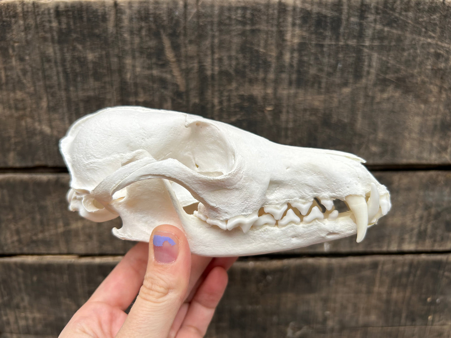 Fox Skull