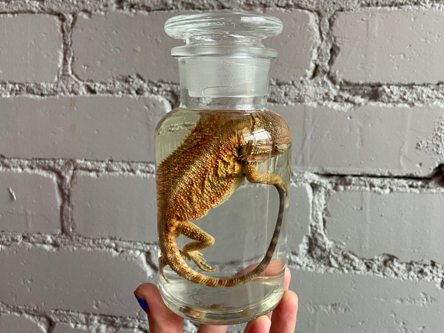 Juvenile Bearded Dragon Wet Specimen