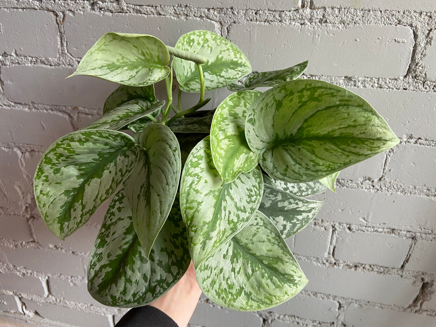 Scindapsus ‘Silver Satin’ 6”