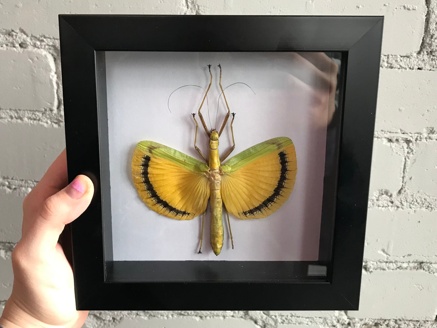 Framed Yellow Umbrella Stick Bug