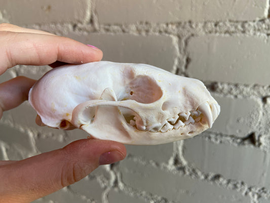 Fisher Skull