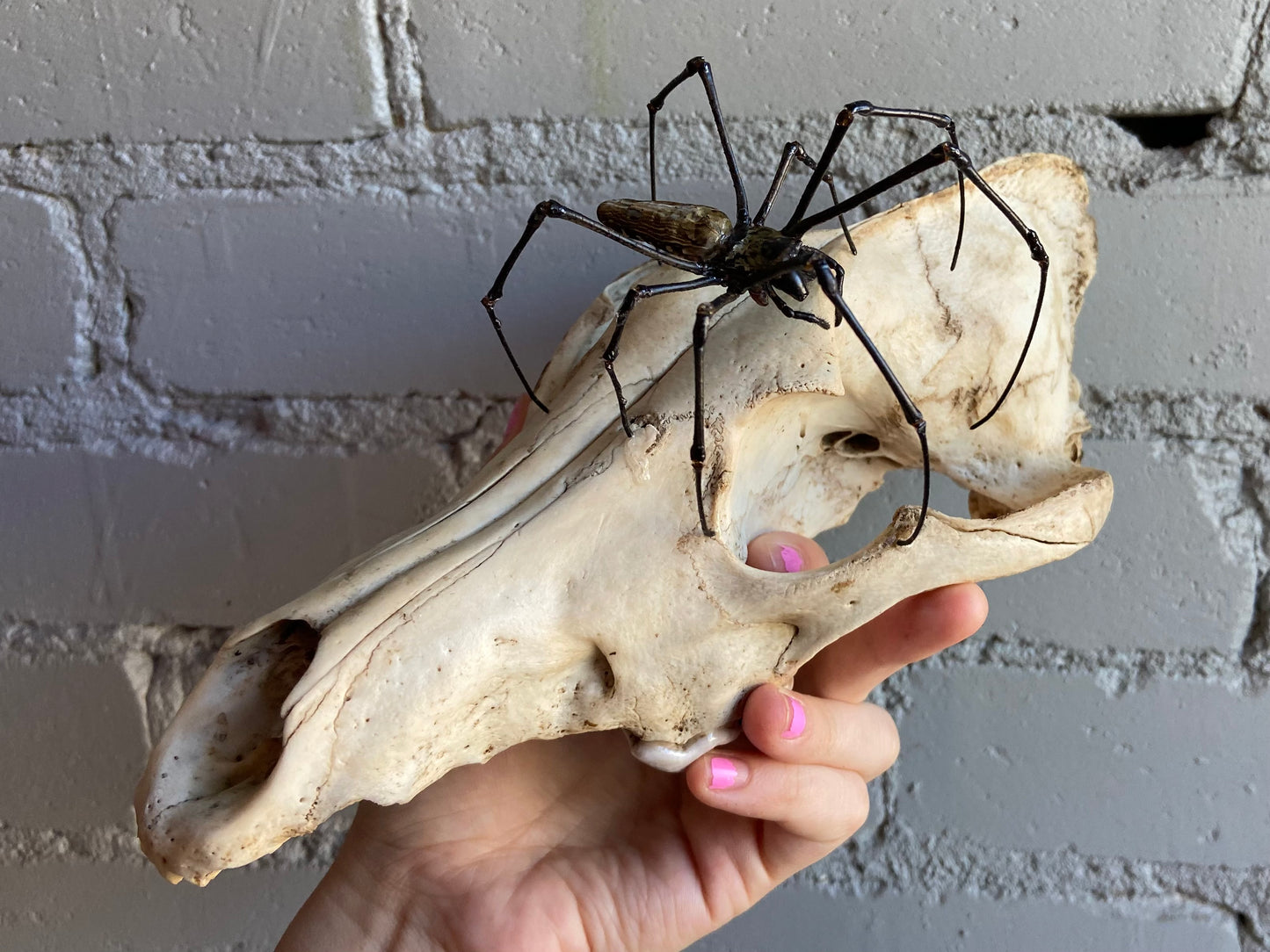 Wolf Skull & Orb Weaver