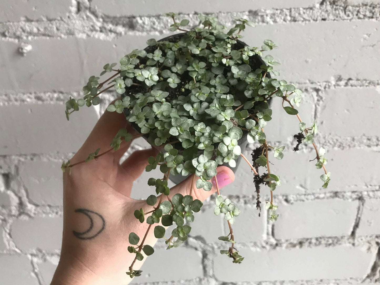 Pilea ‘Aquamarine’