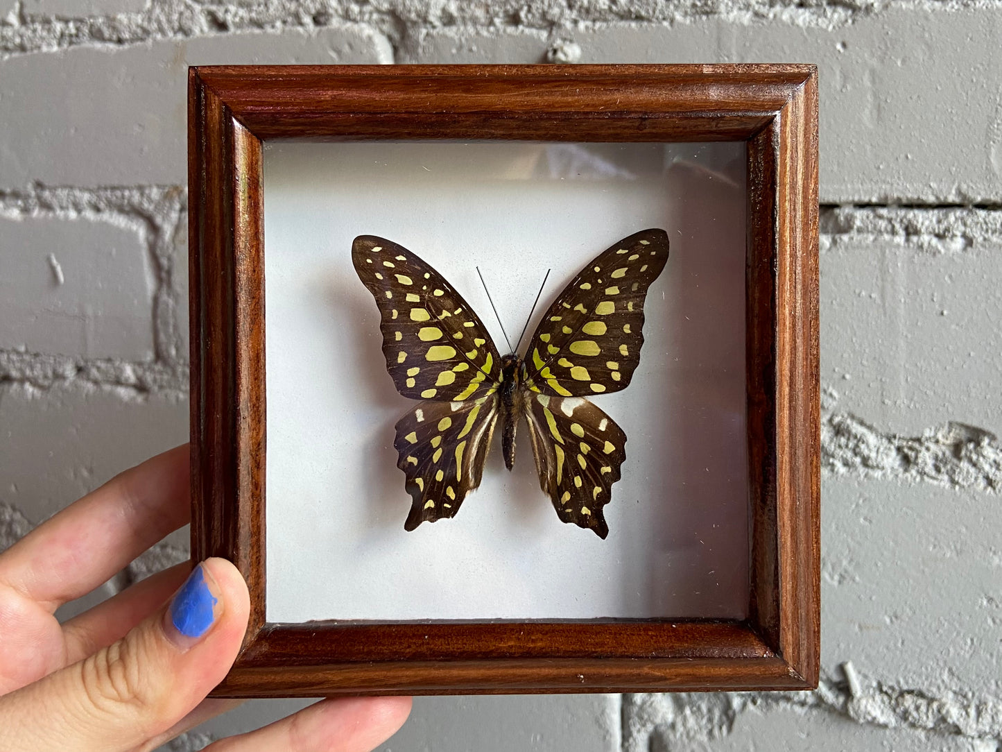 Framed Tailed Jay