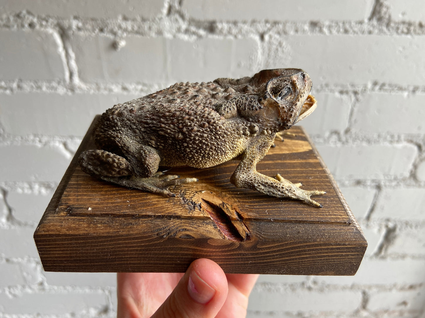 Mummified Toad