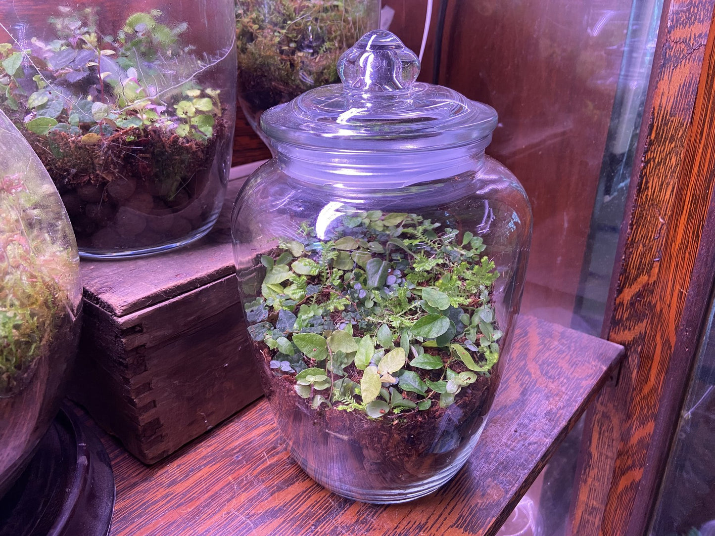Sealed Bioactive Terrarium