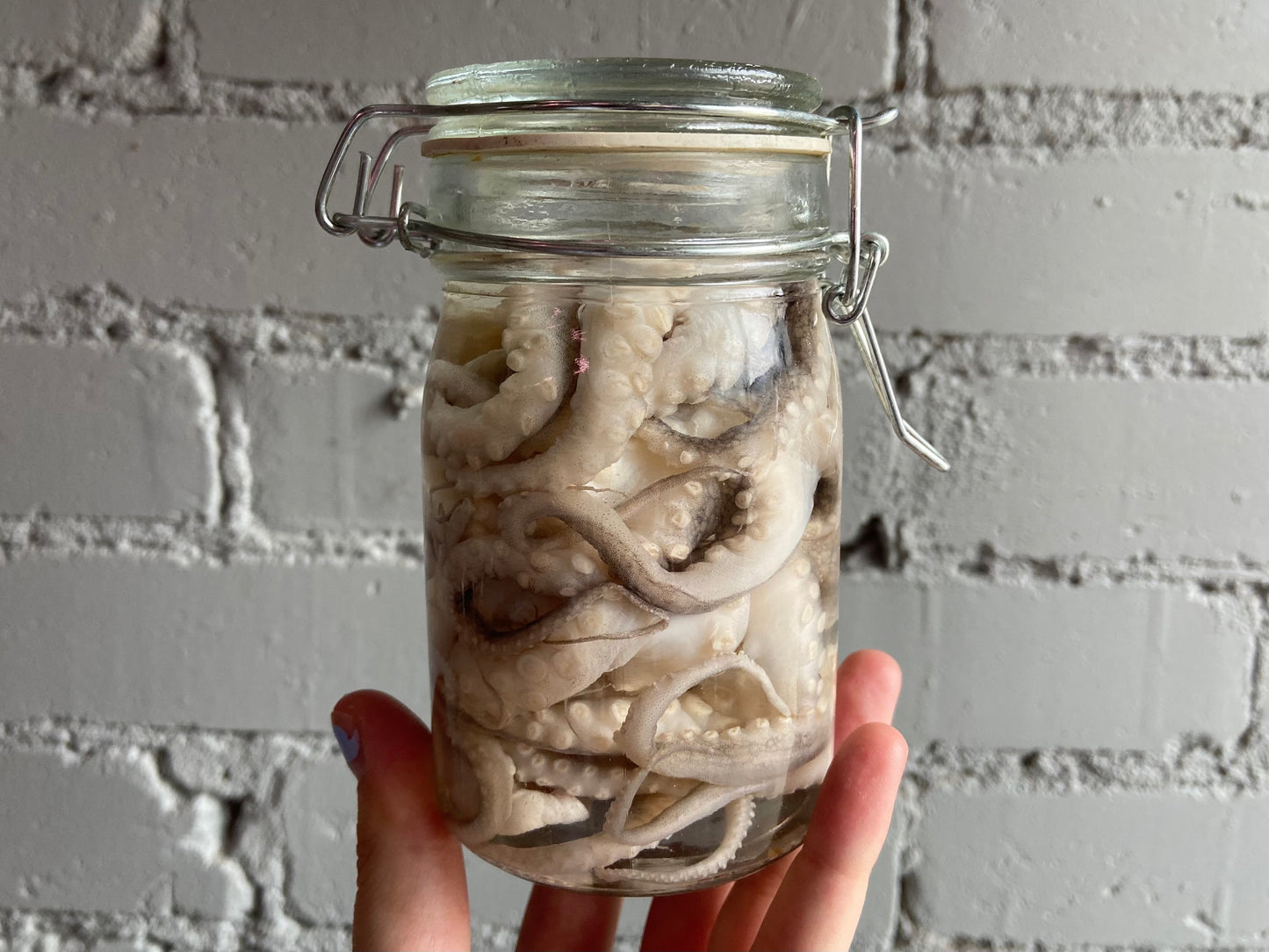Octopus Wet Specimen