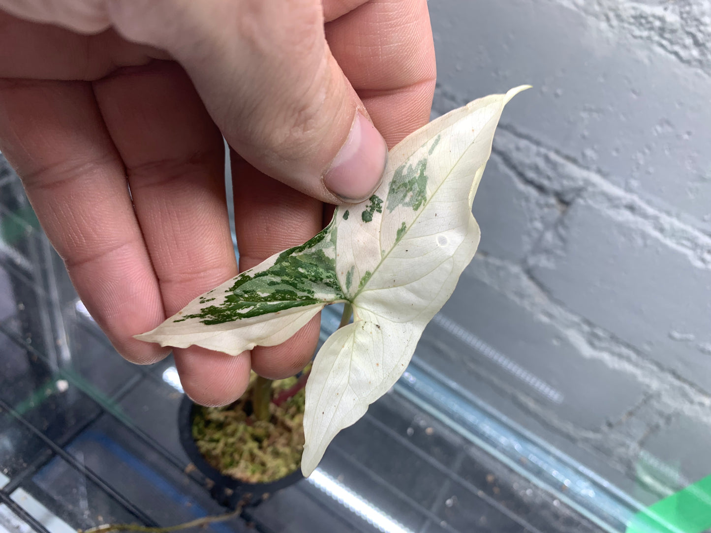 Syngonium podophyllum Albo Variegatum