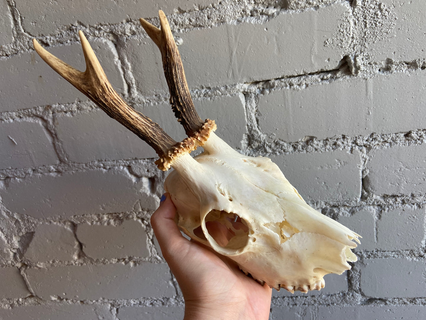 Roe Deer Skull - Craft Grade