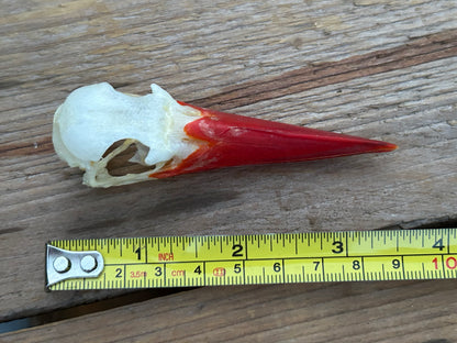 Kingfisher Skulls