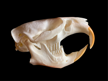 Muskrat Skull