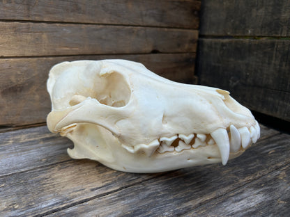 Wolf Skull