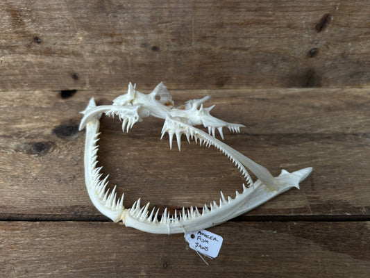 Anglerfish Jaws