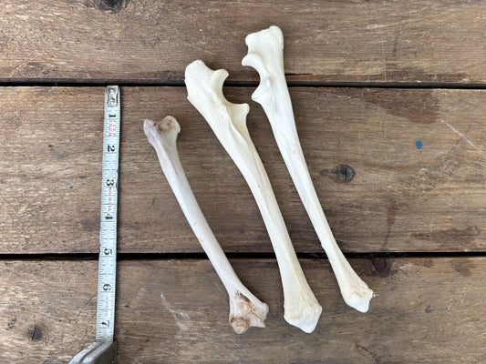 Assorted Bones - Large