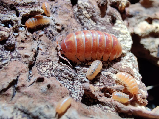 Armadillidium vulgare "tangerine"