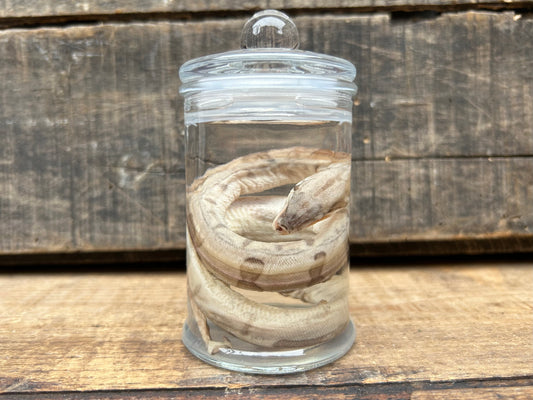 Fetal Boa Wet Specimen