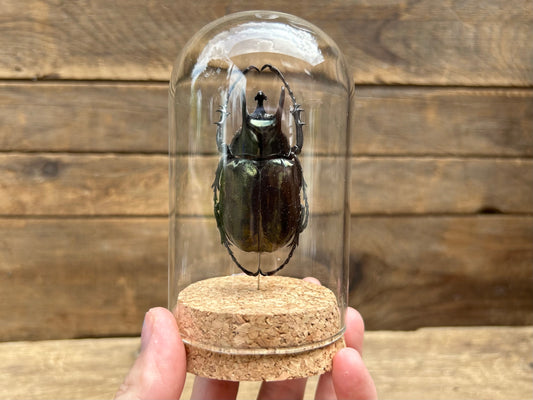 Atlas Beetle Display